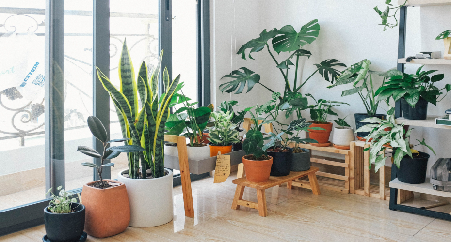 7 Ways Plants Can Relax Your Mind