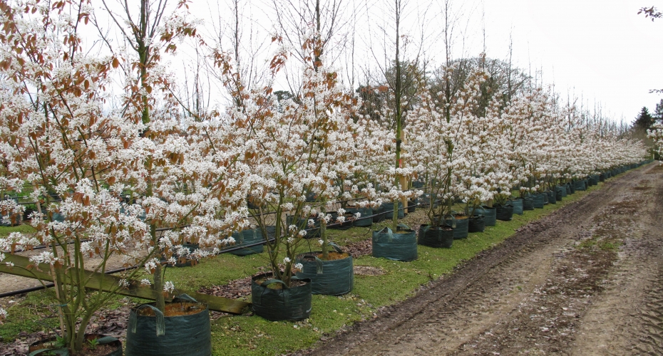 November can be the perfect time to plant trees!