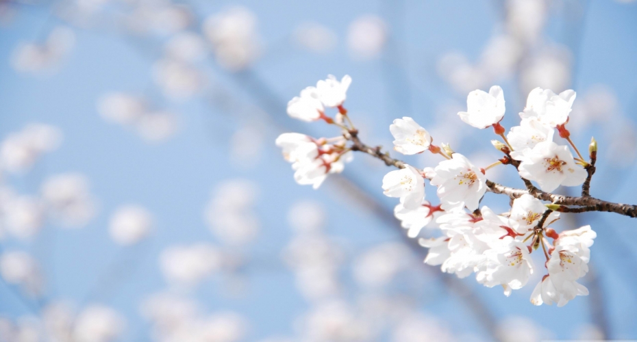 Only 1 in 3 Willing to Make an Effort to do an Annual Spring Clean