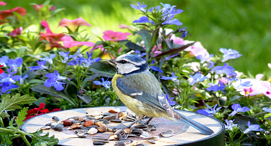 How Does Your Garden Grow? Easy Crops To Grow At Home