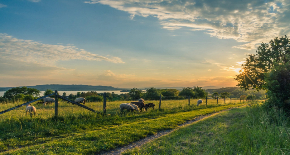 Post-Covid Migration from Cities to Countryside